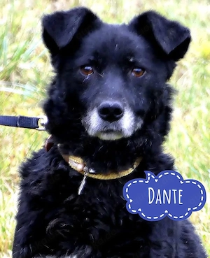 Dante, ruhiger, dankbarer und treuer Mischling, Labrador   Mudi