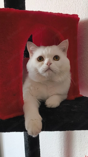 Traumhafter Perser-Kater