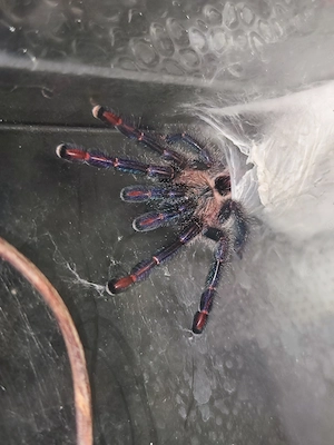 Ybyrapora diversipes