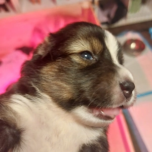 Welpen Mitte Mai abzugeben 