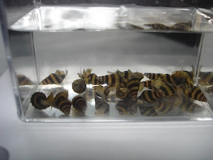 Raubturmdeckelschnecken Clea Helena