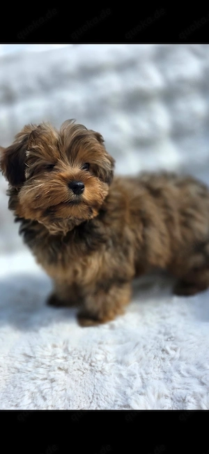 Süße Pomyorkie Welpin 