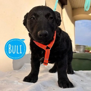 Buli, wundersüßer Welpe, Mudi   Dackel Mischling