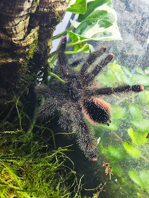 Avicularia juruensis m2 