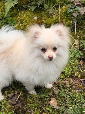 Pomeranian Zwergspitz