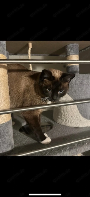 Schüchterne Seele sucht ruhiges Zuhause voller Liebe   