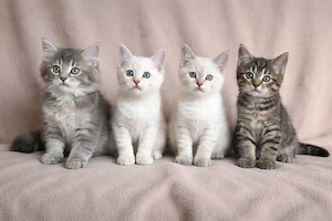 BKH Kitten suchen für immer Zuhause 