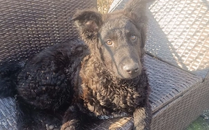 Zuhause gesucht für Vuki