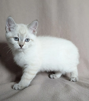 BKH Prinzessinen suchen Zuhause  Bild 5