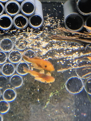 Roter Antennenwels LDA16