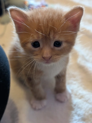 2 EHK-MaineCoon Mixe suchen Familienanschluss 