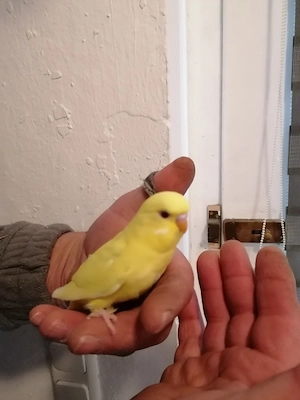 Junge Wellensittiche 