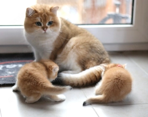 BKH Deckkater golden mit blauen Augen