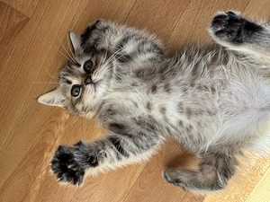 Süße BKH & BLH Kätzchen zu verkaufen 