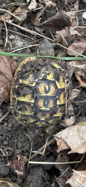 Griechische   Italienische Landschildkröten