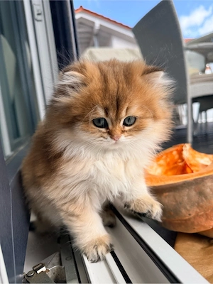 BKH BLH Kitten Kater 