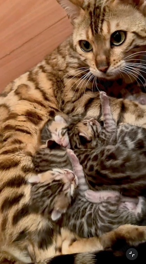 Bengalkätzchen, Vertrag, Stammbaum, geimpft und sterilisiert