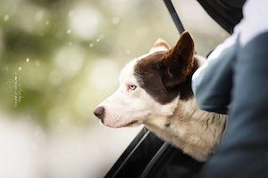 Odin - Husky der leisen Töne