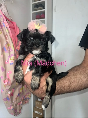 Havaneser-Shi-Tzu  " Havashu  " Welpen