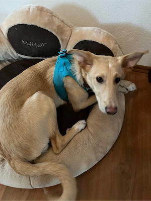 Hallo, erstmal - ich bin BARNEY   