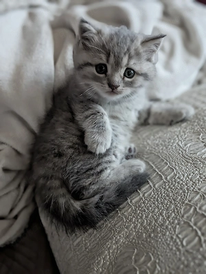 männl. British Kurzhaar (BKH) Kitten