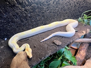 2x Boa Constrictor Imperator 1.0 0.1 und königspython 0.1  Bild 4