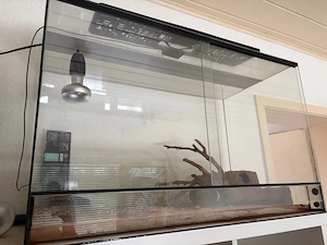 Leopardgecko inkl. Terrarium (80x50x40) in liebevolle Hände abzugeben