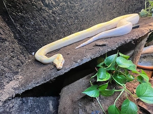 2x Boa Constrictor Imperator 1.0 0.1 und königspython 0.1  Bild 5