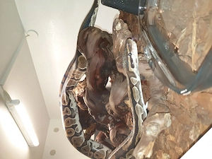 Python Regius 0.1 het. Piedbald 2011