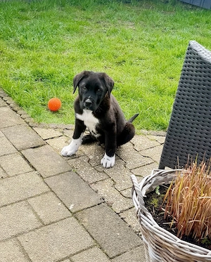 Welpe 13 Wo. groß werdend sucht seine Menschen