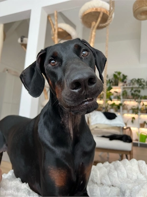 Dobermannrüde Alfie kastriert