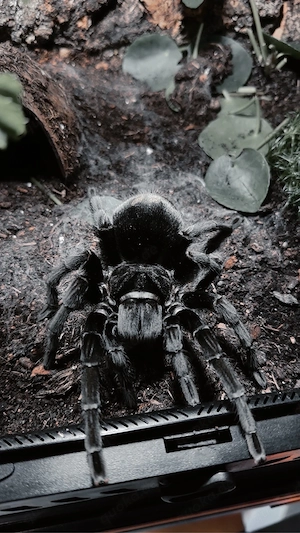 Grammostola Pulchra 0.1 Vogelspinne 
