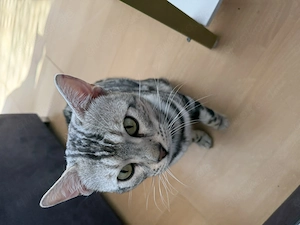 Reinrassiger Bengal Silver