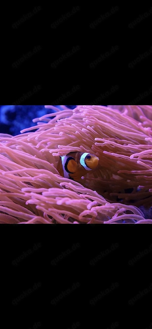 Kupferanemone Ableger 