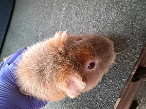 US Teddys Mädels  Bild 2