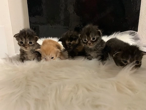 Maine Coon Kitten - schöne Farben & liebevolle Familienaufzucht