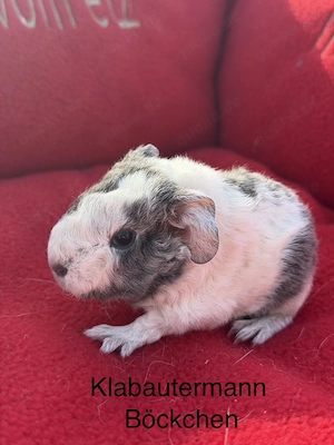 Meerschweinchen US Teddys Böckchen 