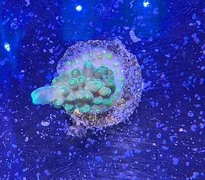 Korallen SPS Acropora Joker Salzwasser Meerwasser 