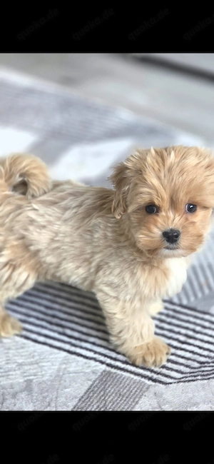 Wunderschöner Maltipoo Welpe 