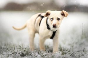 Ulf - Husky Mischling