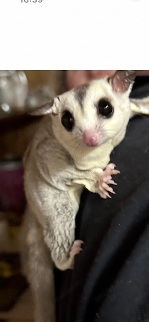 sugar glider