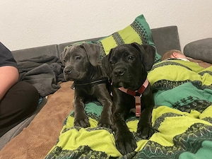 Cane Corso Weibchen sucht liebevolles Zuhause 