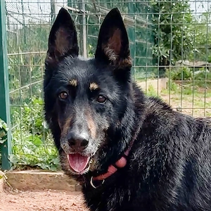 Luna - 8 Jahre - Deutscher Schäferhund - Tierhilfe Franken e.V.