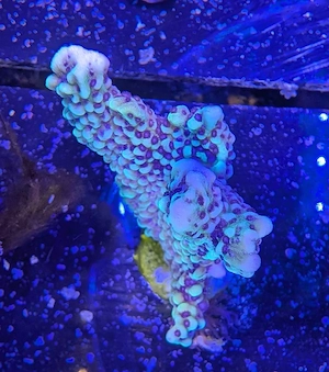 Montipora Capitata Koralle Meerwasser Salzwasser Aquarium  Bild 3