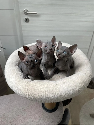 Reinrassige Sphynxkatzen