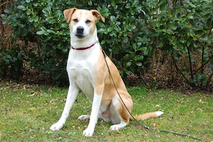 Lounis - 4 Jahre - Mix - Tierhilfe Franken e.V.