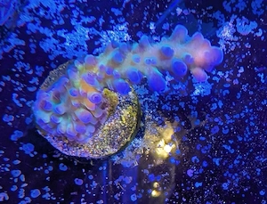 Korallen Acropora Gomezi Meerwasser Salzwasser 