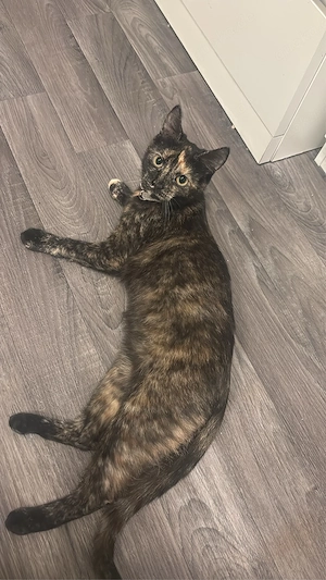 katze ekh (kostenlos)