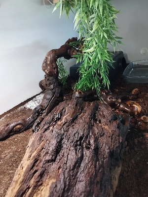 Regius 0.1 Pastel het Caramel albino 2018 Bild 2