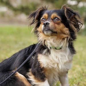 Lilli Lou - 3 Jahre - Mix - Tierhilfe Franken e.V.